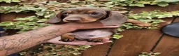 Miniature Dachshund dogs for sale: READY NOW KC reg miniature dachshund  - Advert 3