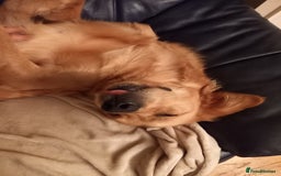 Golden Retriever dogs for sale: Dark KC Golden Retriever in Bridlington - Image 4
