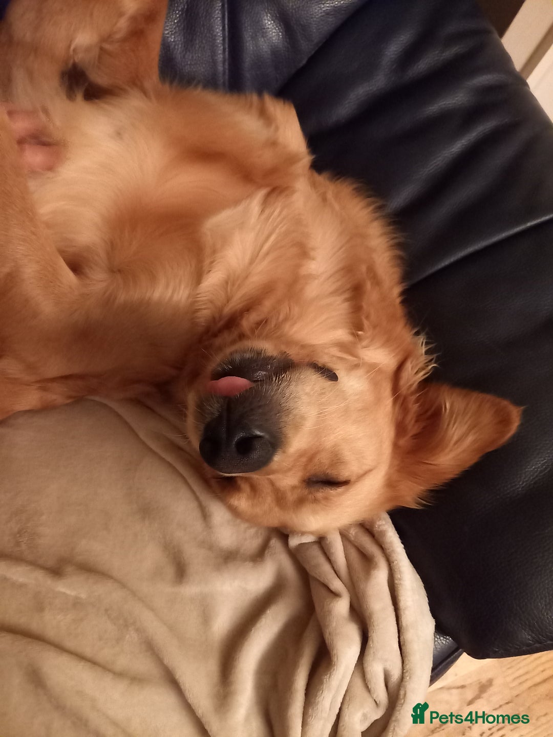 Golden Retriever dogs for sale: Dark KC Golden Retriever in Bridlington - Image 4