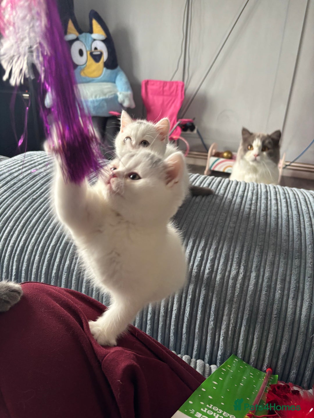 British Shorthair cats for sale: Last 2 boys!!  - Image 9