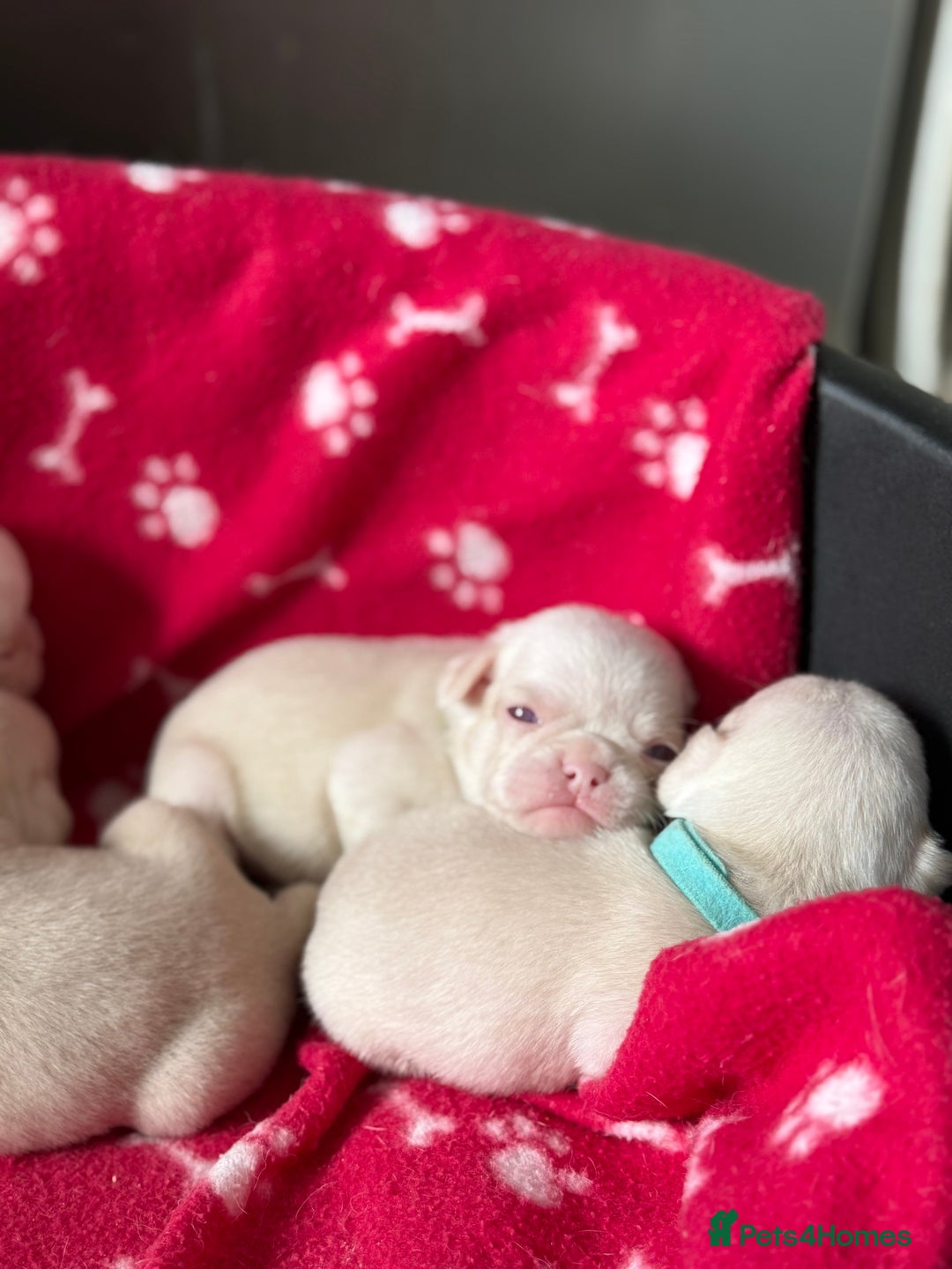 Pug dogs for sale: 7 boys ready to go next week!!!🩵 - Image 24