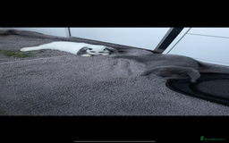 Mini Lop rabbits for sale: White and grey mini lop 6 Months  - Image 3