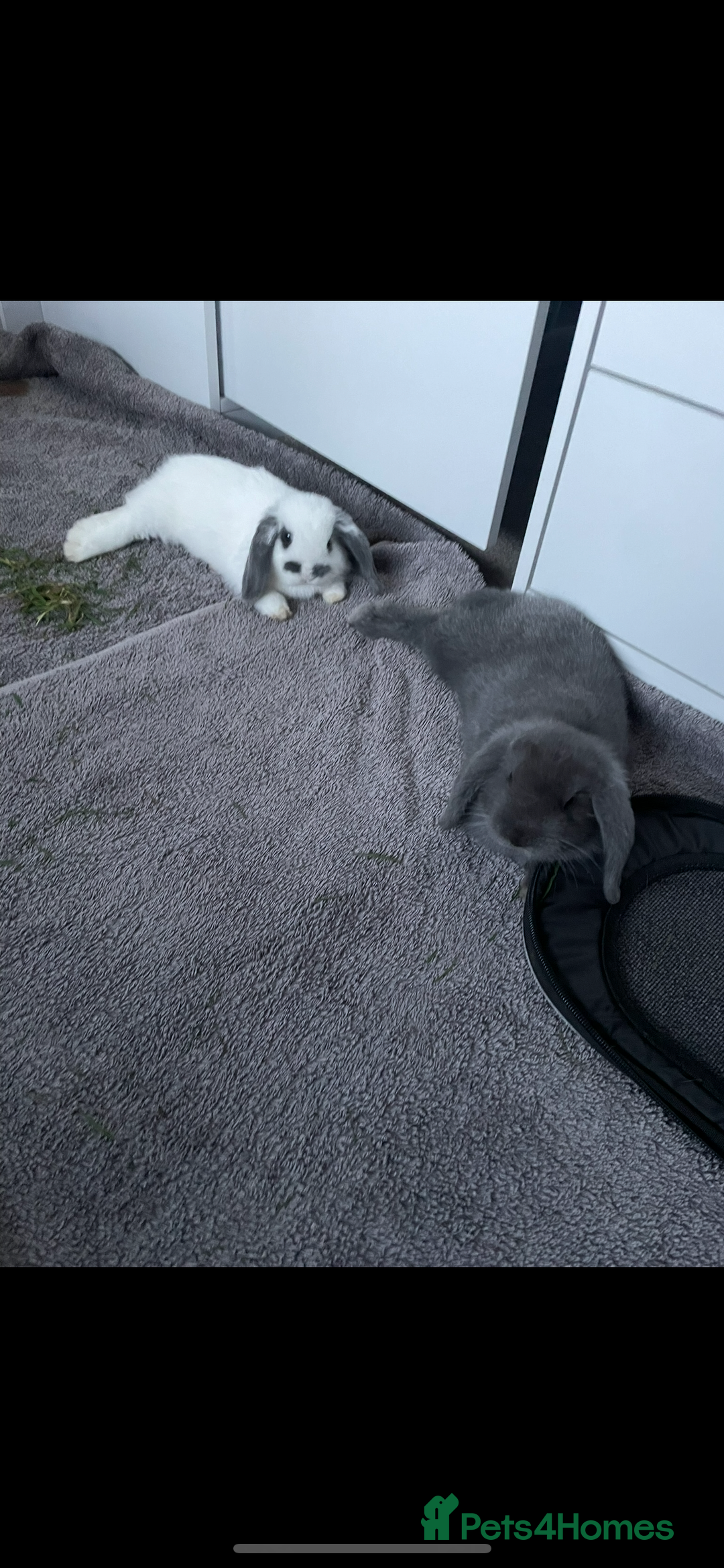 Mini Lop rabbits for sale: White and grey mini lop 6 Months  - Image 3
