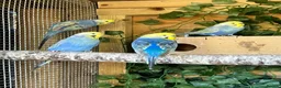 Budgerigars birds for sale: Adult violet rainbow budgies  - Advert 5