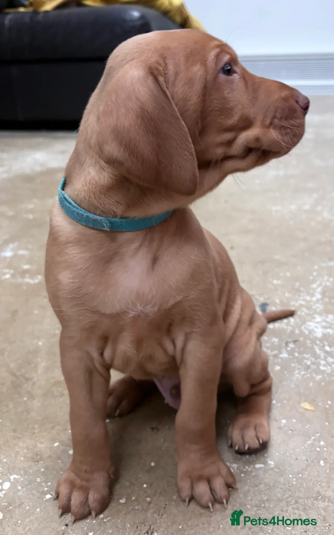 Hungarian Vizsla dogs for sale: Hookside Hungarian Viszla Puppies - Advert 9