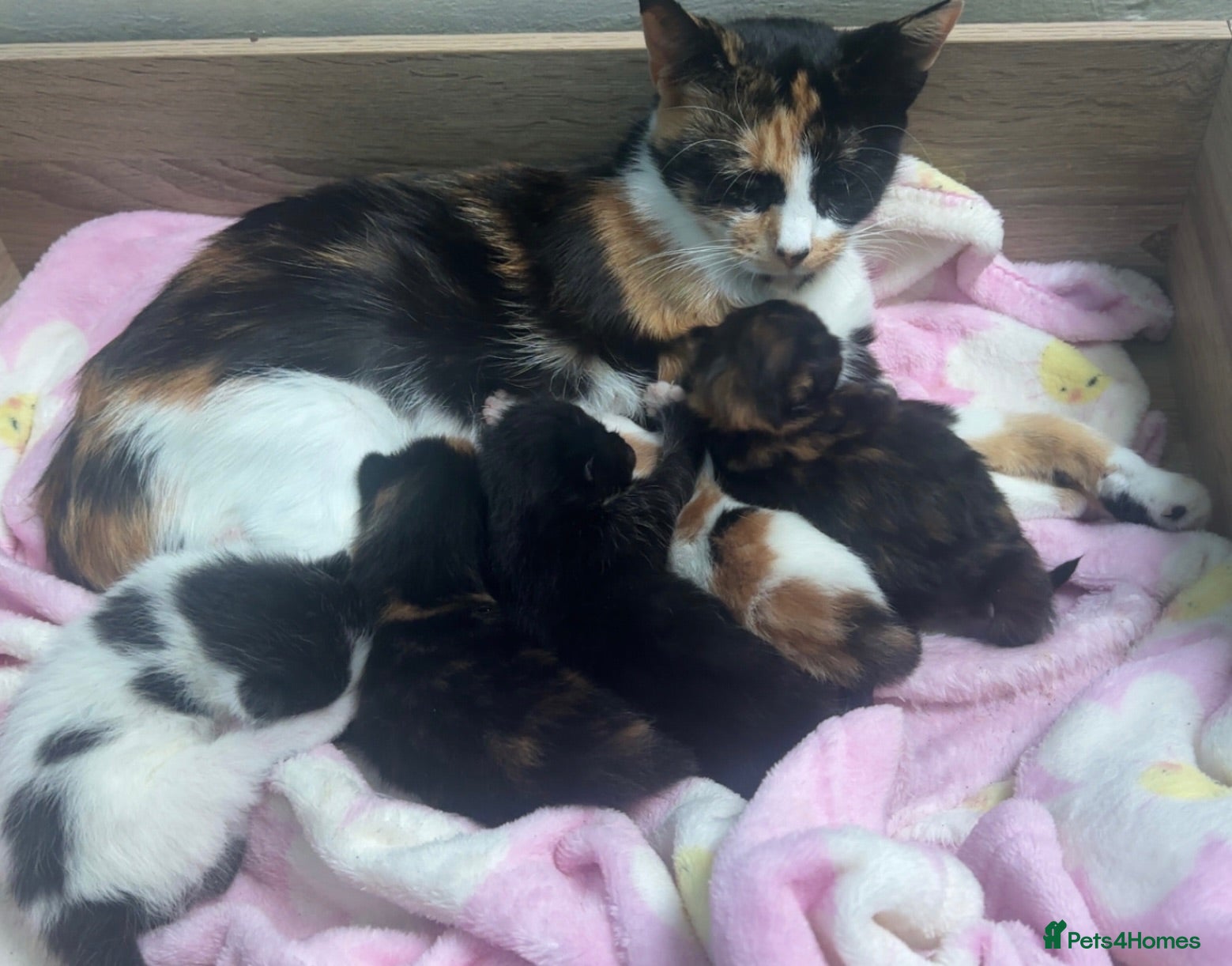 Mixed Breed cats Stunning kittens mix of colours long/short haired  - Advert 4