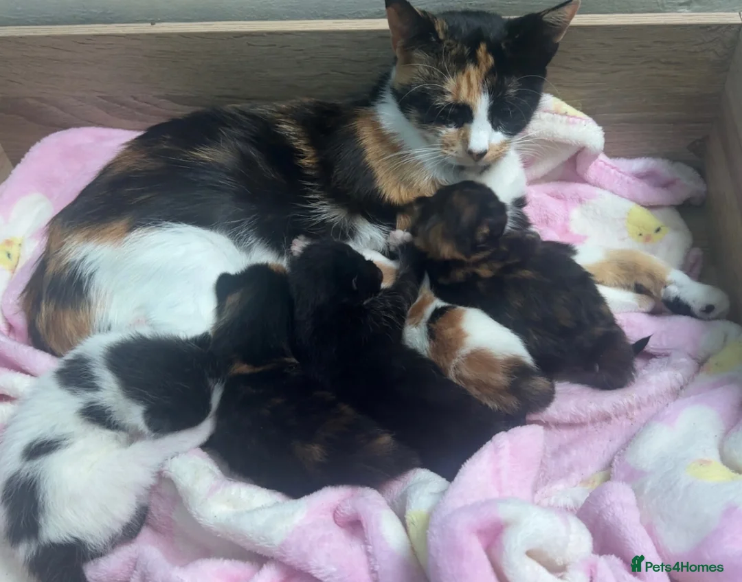 Mixed Breed cats for sale: Stunning kittens mix of colours long/short haired  - Advert 1