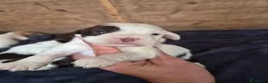 Mixed Breed 1