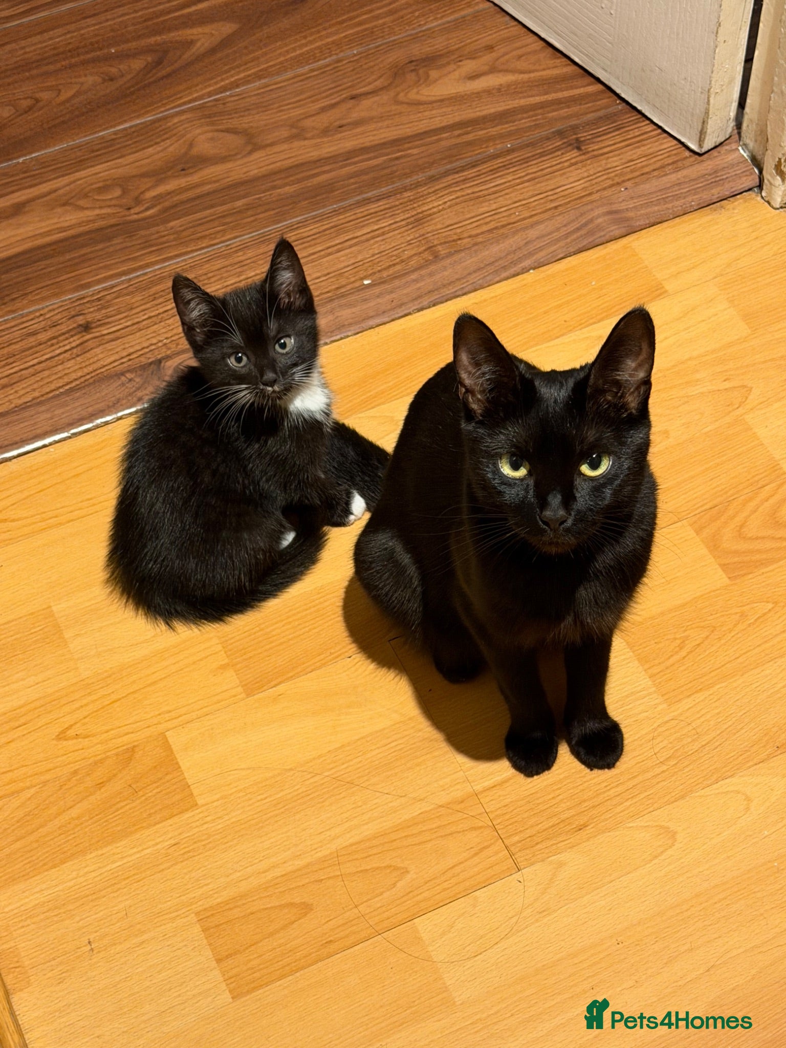 Domestic Shorthair cats Three kittens for sale  - Advert 1