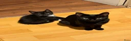 Domestic Shorthair cats for sale: Three kittens for sale  - Advert 1