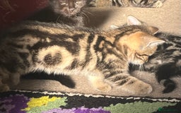 British Shorthair cats for sale: Three full tabby kittens and one black kitten - Image 10