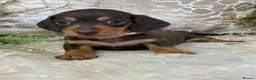 Miniature Dachshund dogs for sale: KC Miniature Smooth Coat Puppies - Advert 2