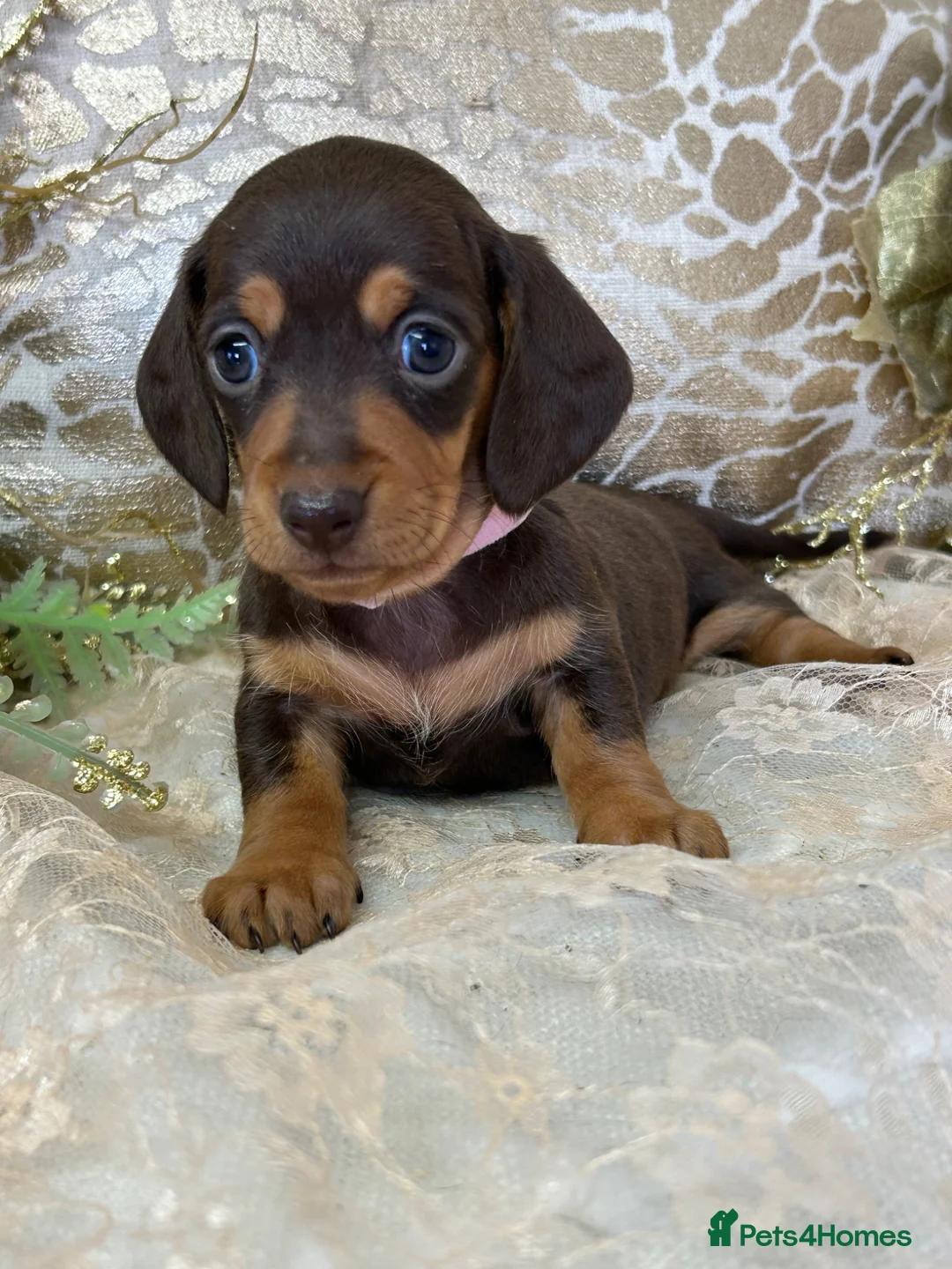 Miniature Dachshund dogs for sale: KC Miniature Smooth Coat Puppies - Advert 2