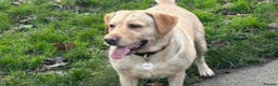 Labrador Retriever dogs for sale: Beautiful Labrador girl pup - Advert 3
