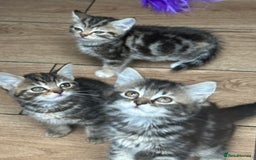 Mixed Breed cats for sale: Your forever pet for their forever home🥰 - Image 12
