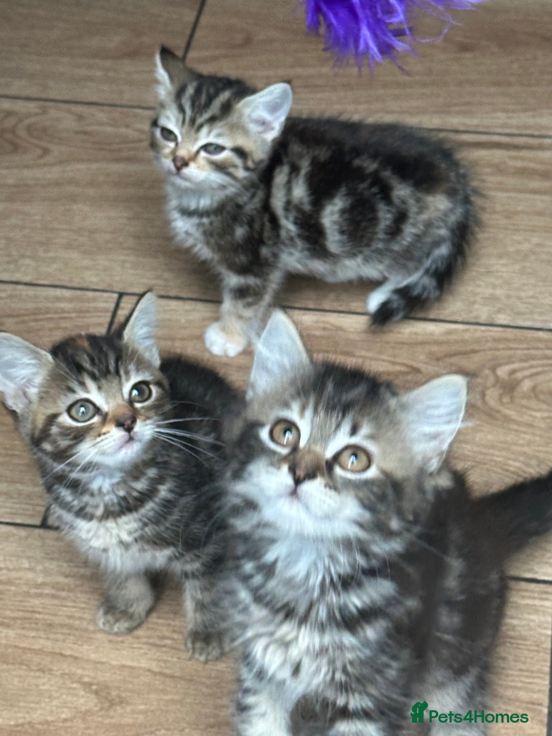 Mixed Breed cats for sale: Your forever pet for their forever home🥰 - Image 12