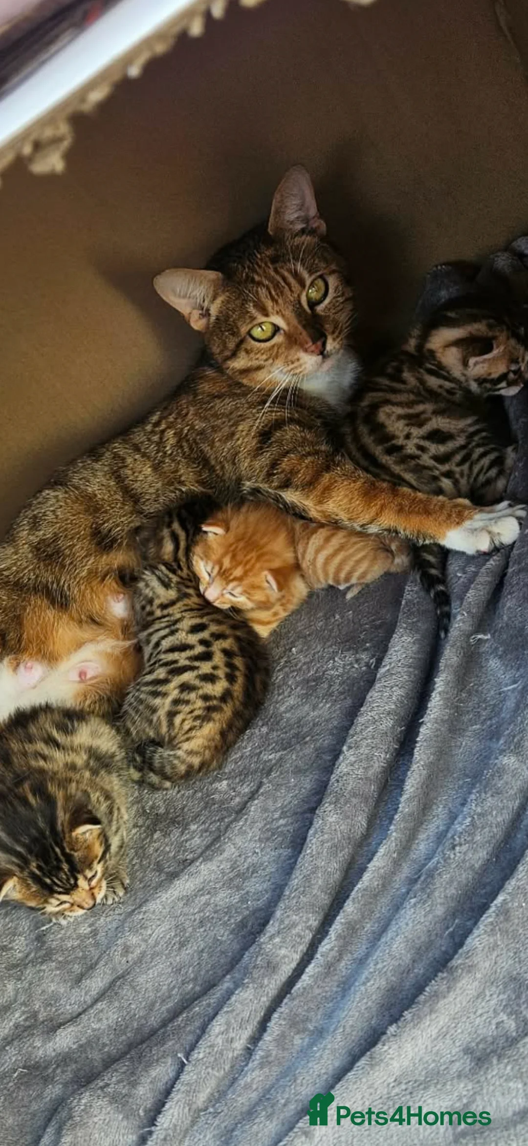 Bengal cats for sale: 4 beautiful bengal kittens! in Southampton - Advert 1