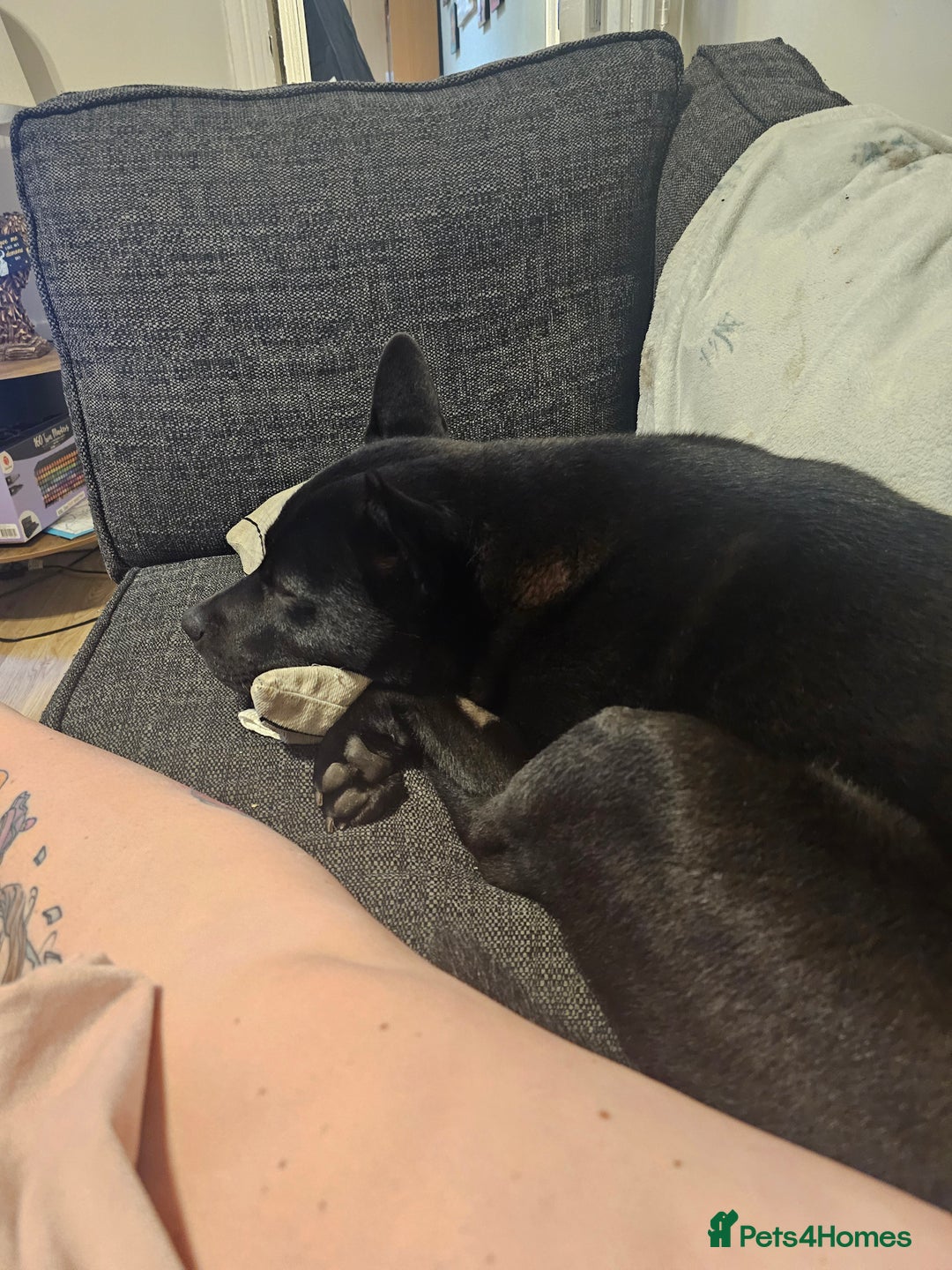 Mixed Breed dogs for sale: Raine - Advert 2