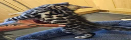Bengal cats for sale: Tica registered brown bengal - Advert 10