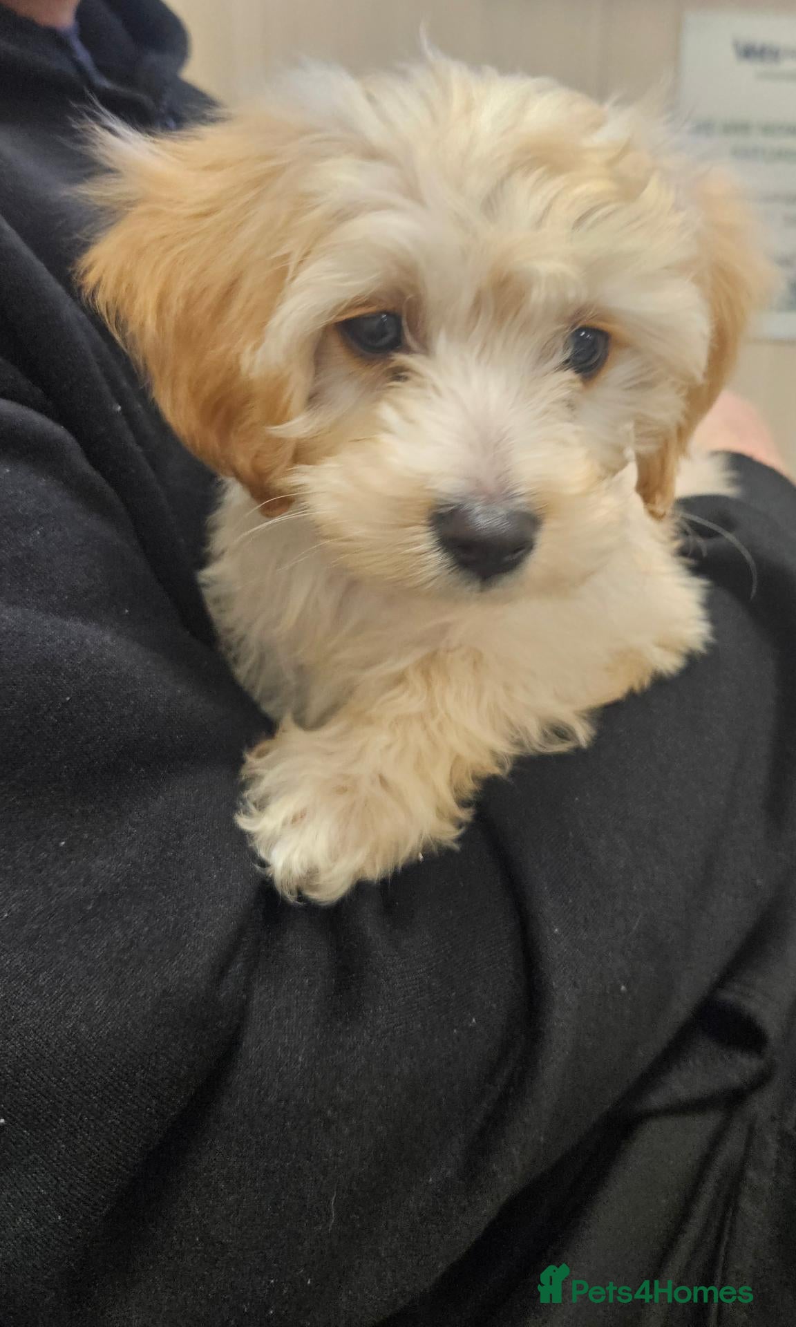 Cockapoo dogs for sale: F1 champagne cockerpoo 12 weeks old - Advert 8