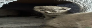 Scottish Fold 2