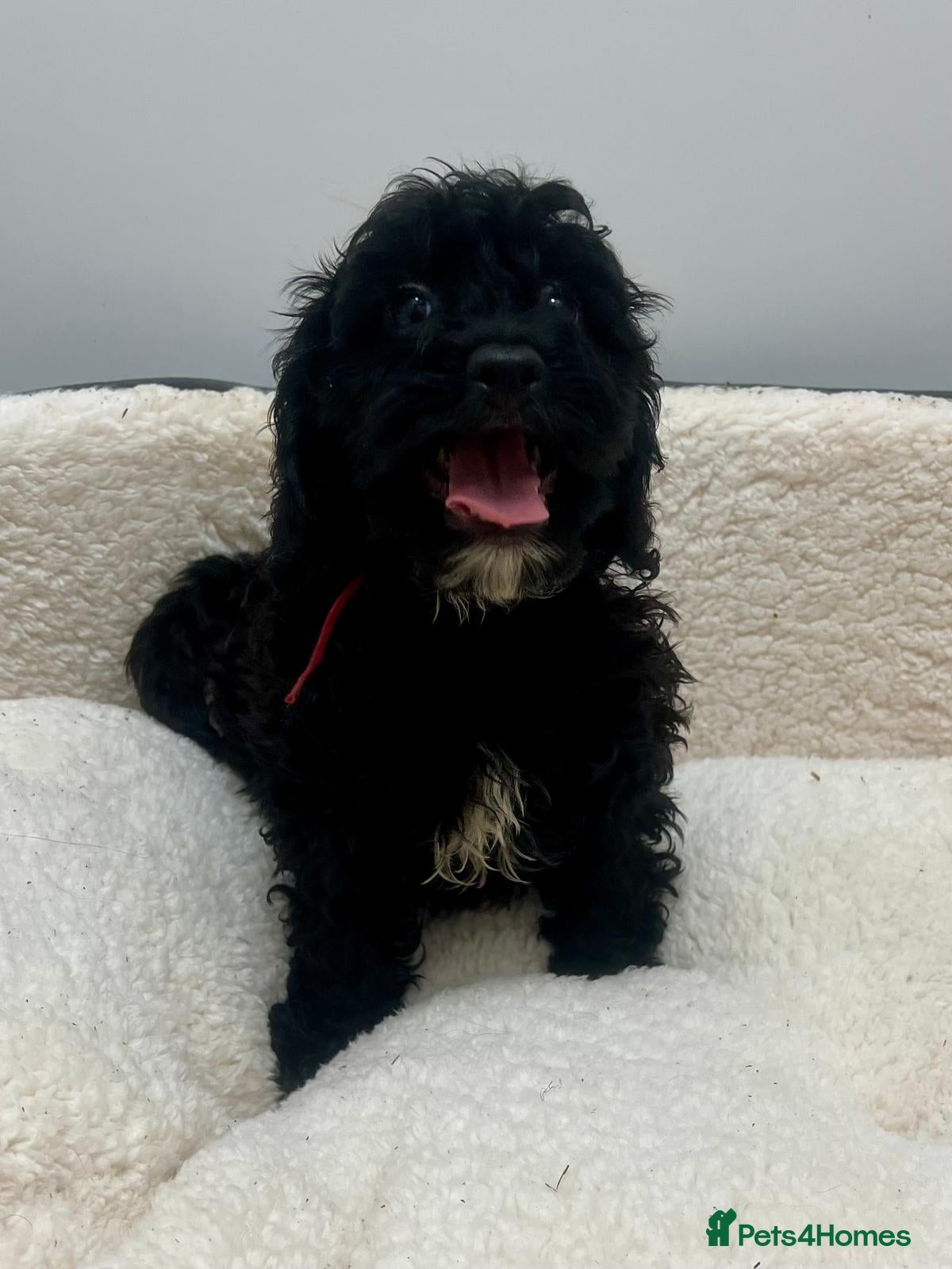 Cockapoo dogs Beautiful cockapoo puppies health tested parent's  - Advert 18