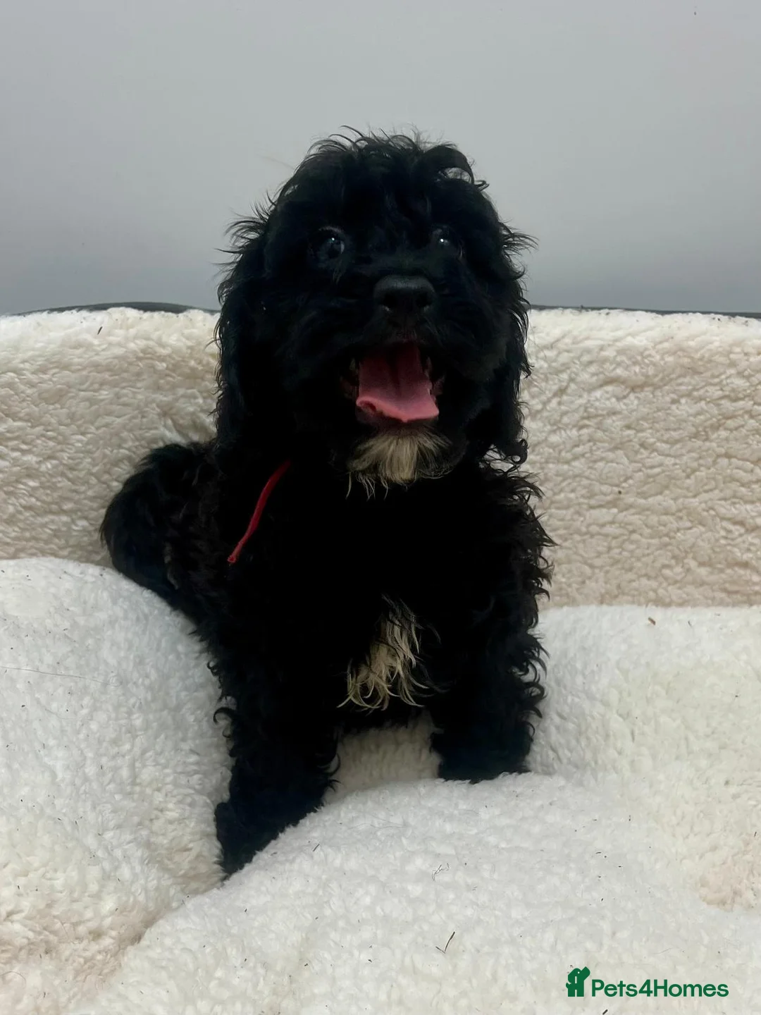 Cockapoo dogs for sale: Beautiful cockapoo puppies health tested parent's  - Advert 1