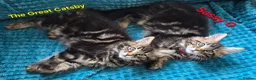 Maine Coon cats for sale: Beautiful maine coon kittens  - Advert 3