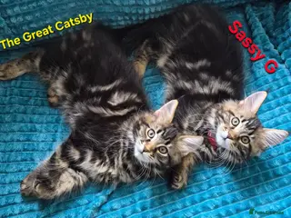 Maine Coon cats Beautiful maine coon kittens - Advert 6