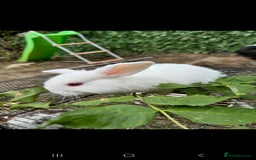 Rex rabbits for sale: Baby rabbits with blue and red eyes color - Image 2
