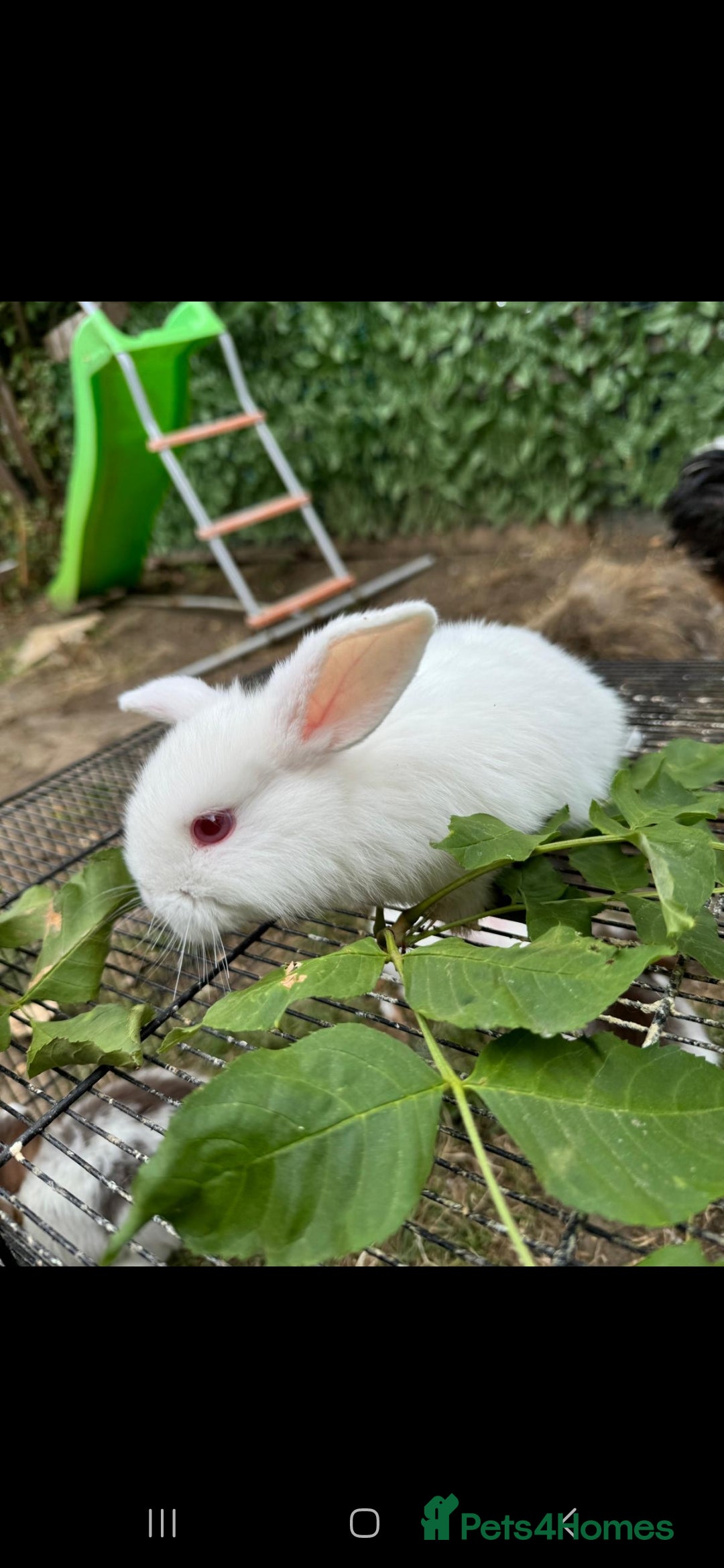 Rex rabbits for sale: Baby rabbits with blue and red eyes color - Image 2