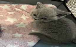 British Shorthair cats for sale: Gorgeous gcff kittens males blue  - Image 1