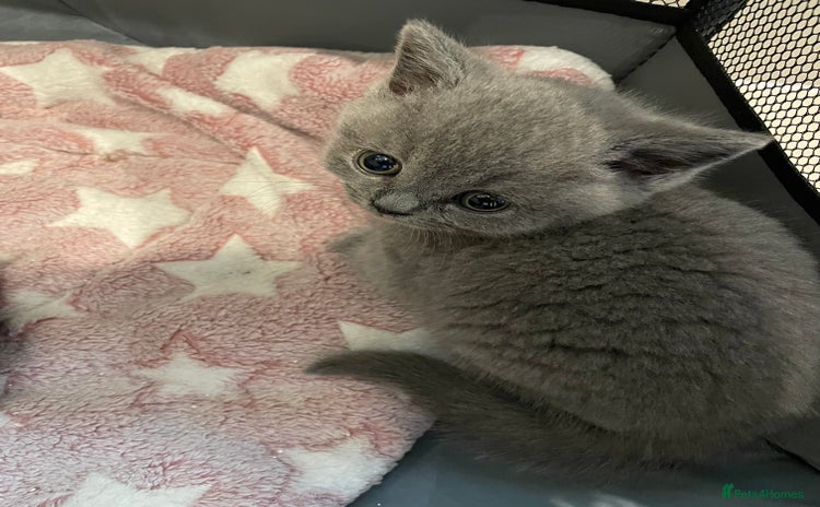 British Shorthair cats - Advert 16