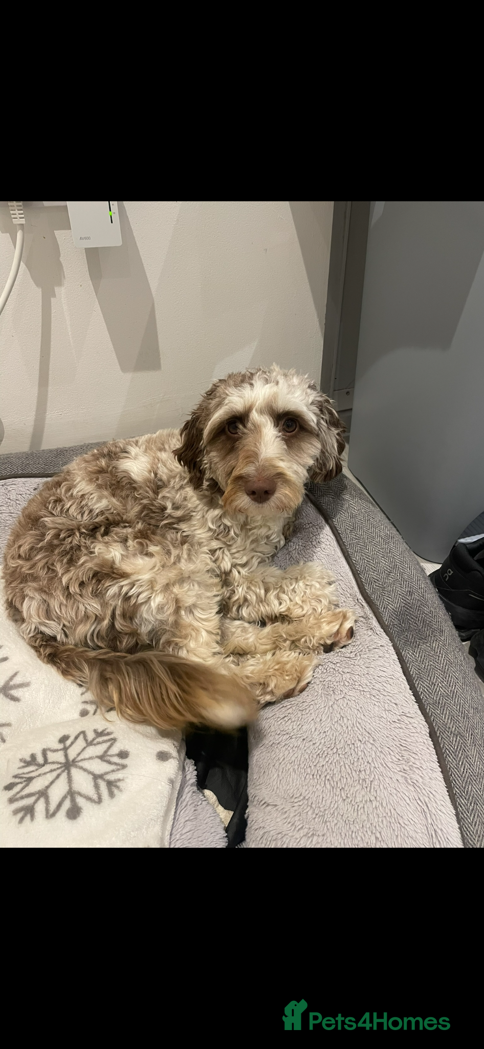 Cockapoo dogs Beautiful Litter of F1B Cockapoos🐶 - Advert 1