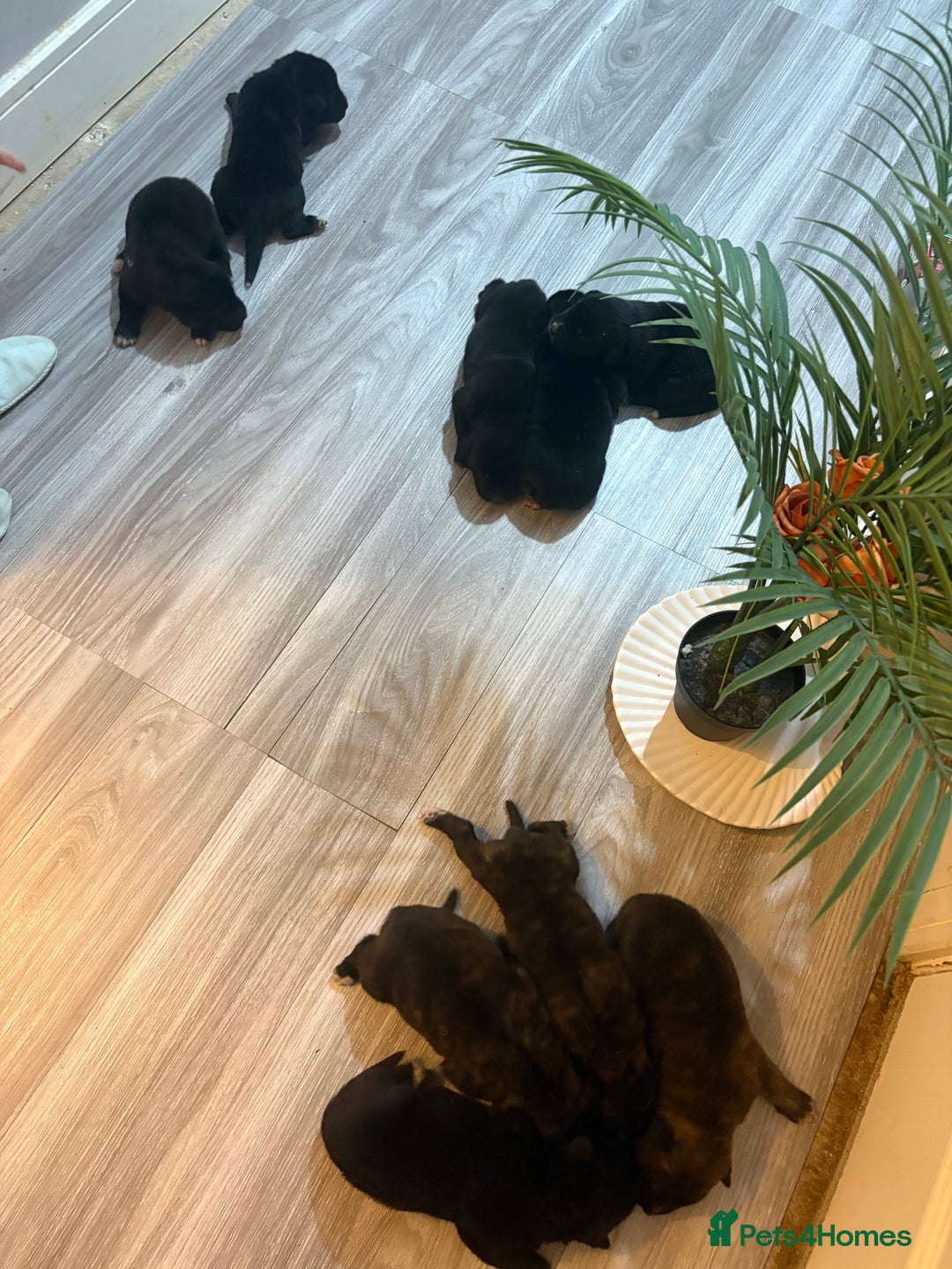Mixed Breed dogs for sale: Cane corso x Akita  - Advert 4