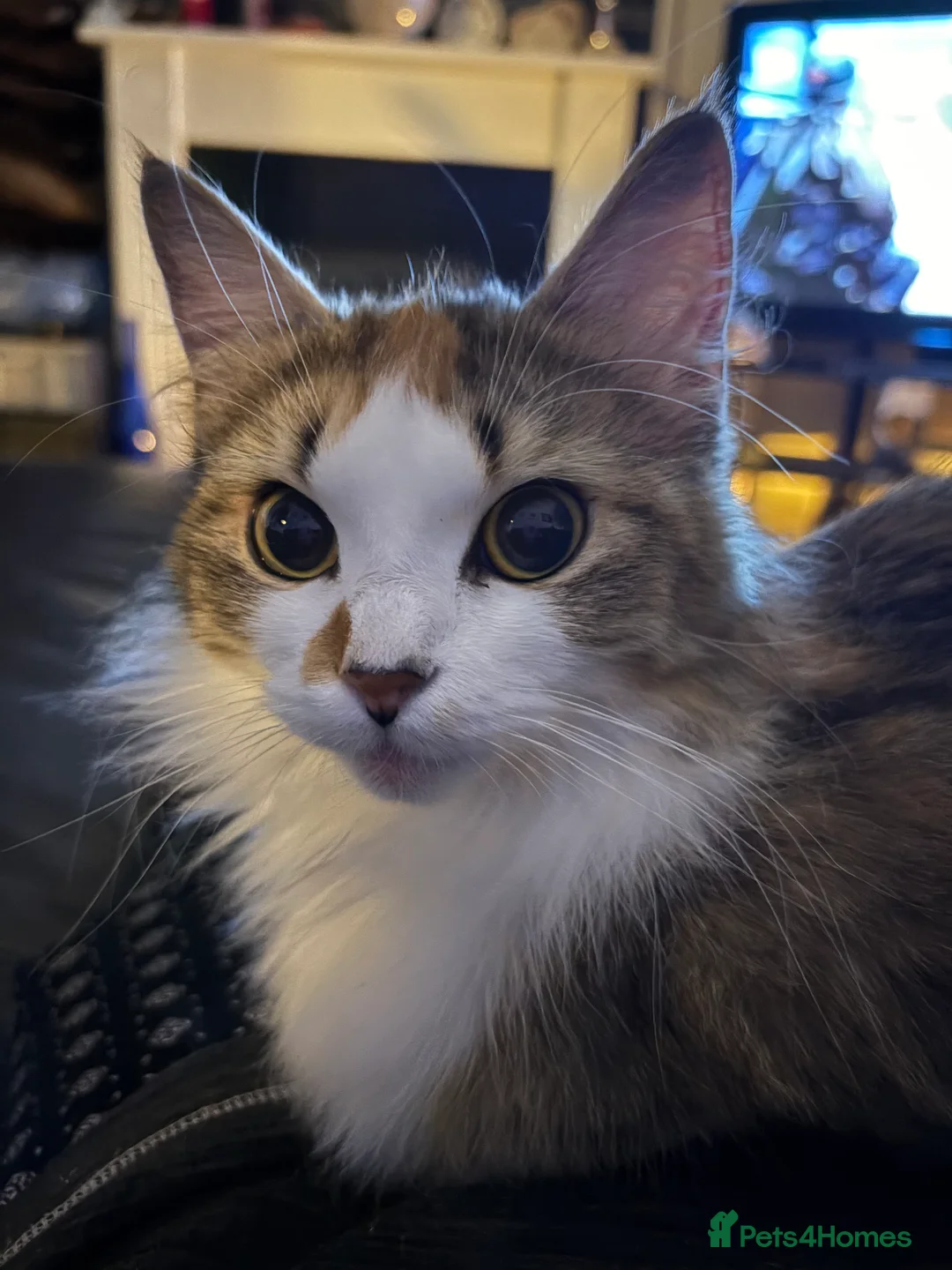 Mixed Breed cats for sale: Maine coon ragdoll - Advert 1