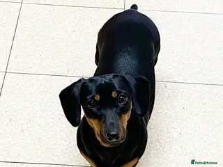 Dachshund dogs 11 months old Myla ❤️ in London - Advert 1