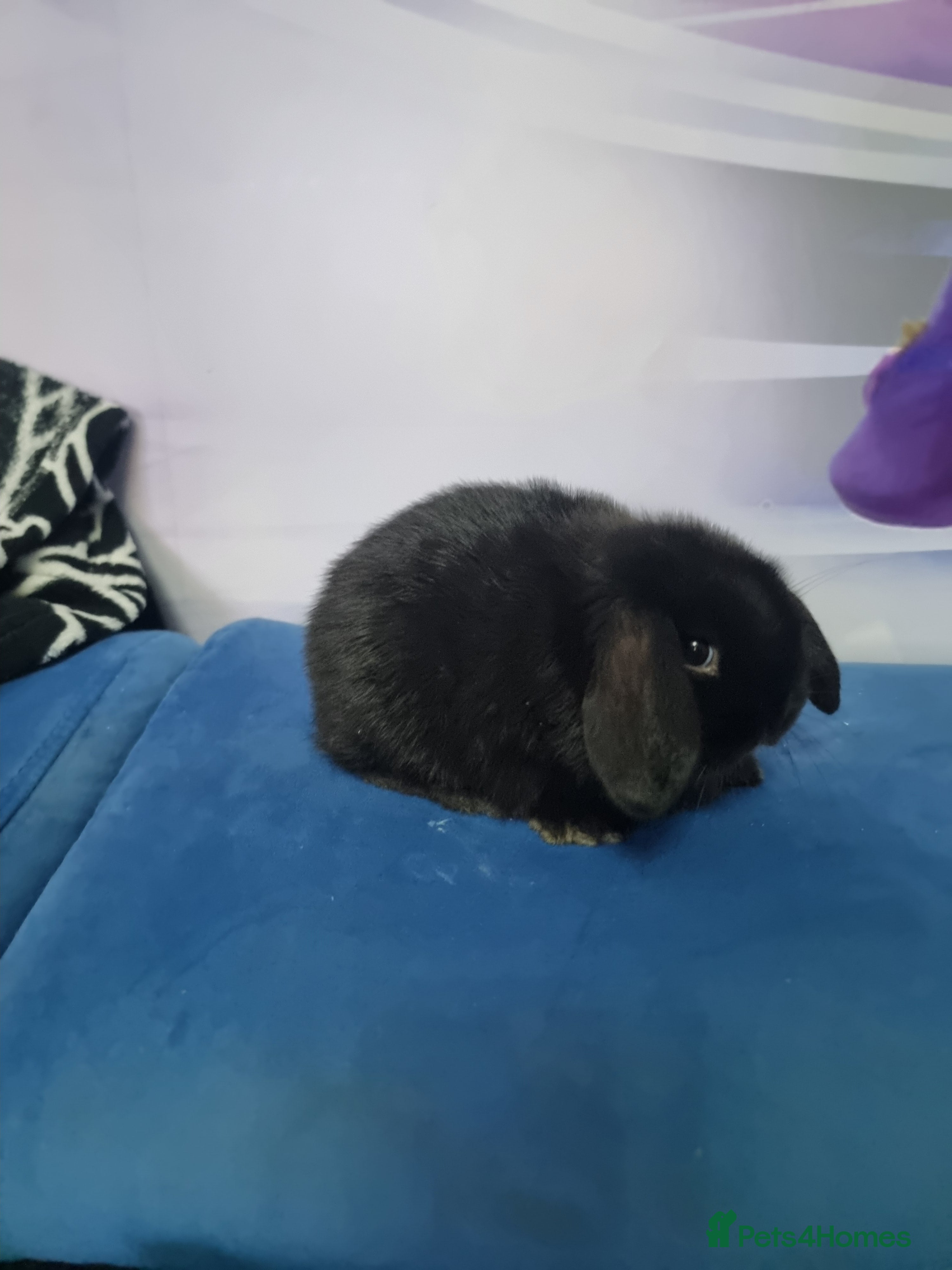 Lionhead rabbits Bunnies ready for  1th April  - Advert 9