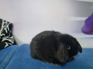 Lionhead rabbits Bunnies ready for 1th April - Advert 9