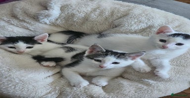 Mixed Breed cats - Advert 4