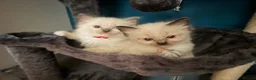 Ragdoll cats for sale: Beautiful kittens  - Advert 13