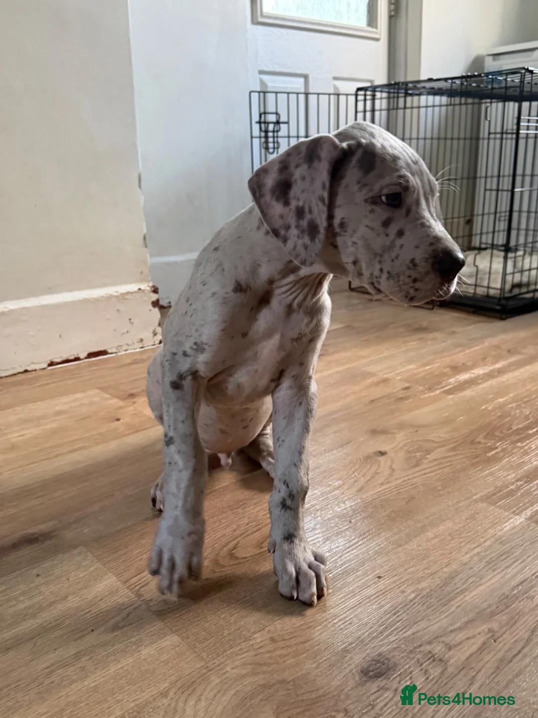 Great Dane dogs for sale: 1 boy left Ready now 8weeks old kc Great Dane's - Advert 2