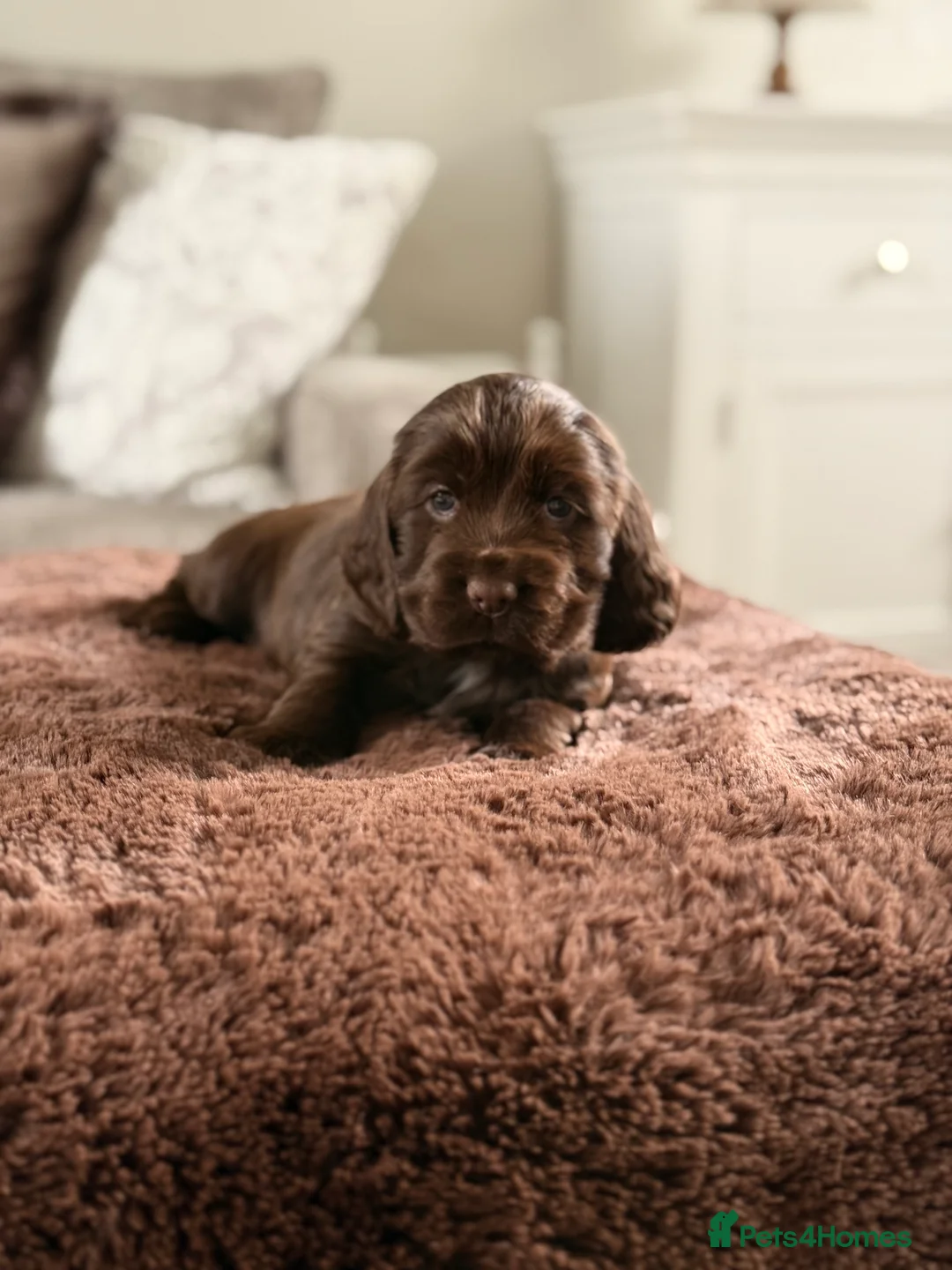 Cocker Spaniel dogs for sale: Show cocker spaniels  - Advert 23