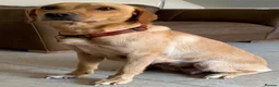 Labrador Retriever dogs for sale: Outstanding KC Registered Fox Red Labrador Puppies - Advert 16