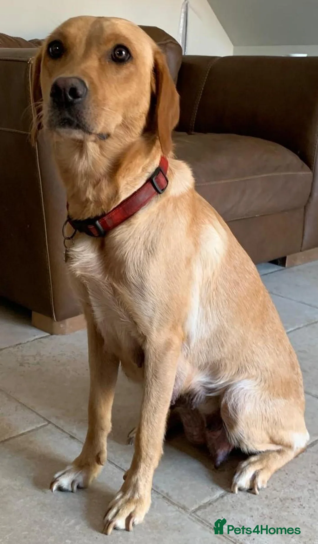 Labrador Retriever dogs for sale: Outstanding KC Registered Fox Red Labrador Puppies - Advert 16
