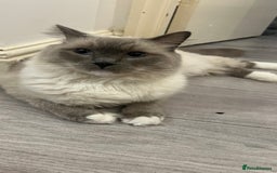 Ragdoll cats for sale: Milo & Mila my beloved cats  - Image 2