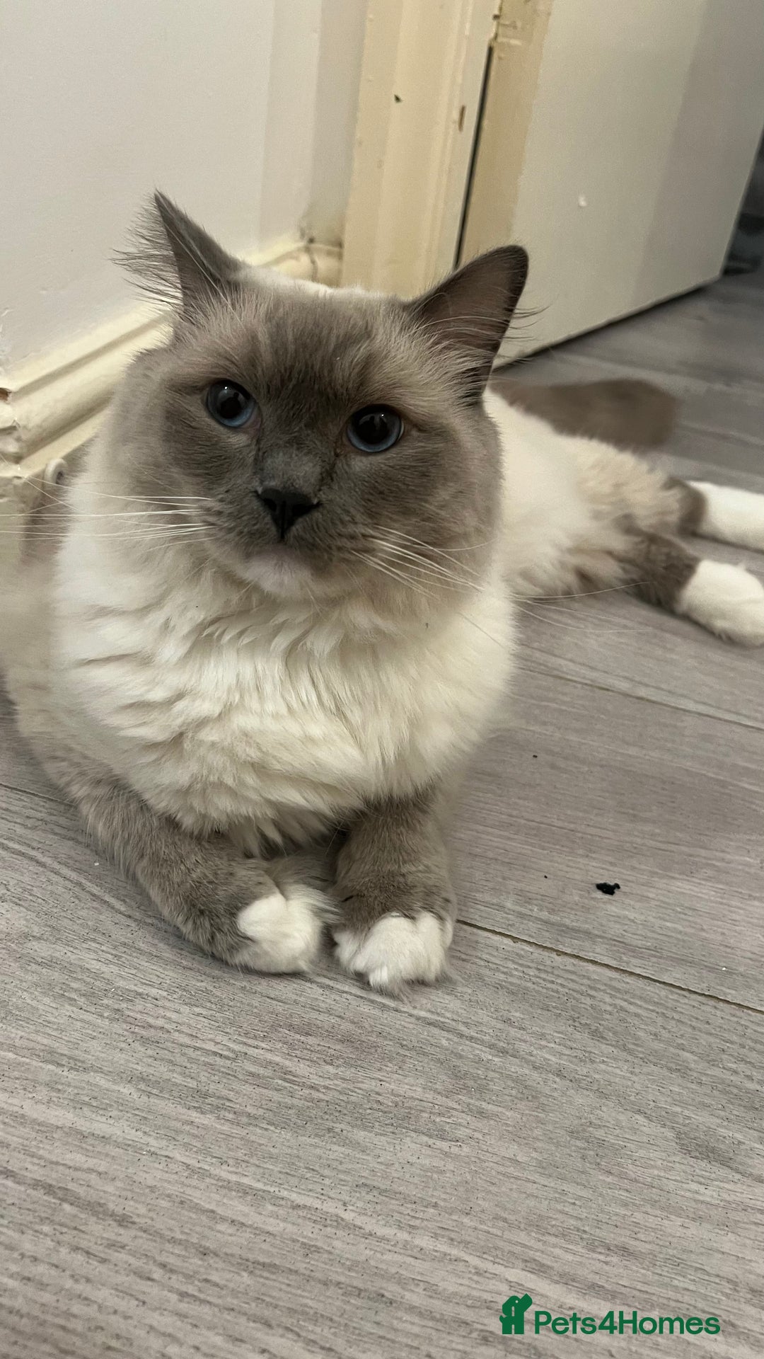 Ragdoll cats for sale: Milo & Mila my beloved cats  - Image 2