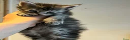 Maine Coon cats for sale: Maine Coon purebred kittens available  - Advert 10