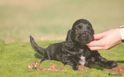 Cocker Spaniel dogs for sale: Show type Cocker Spaniel pups by Mango  - Image 6