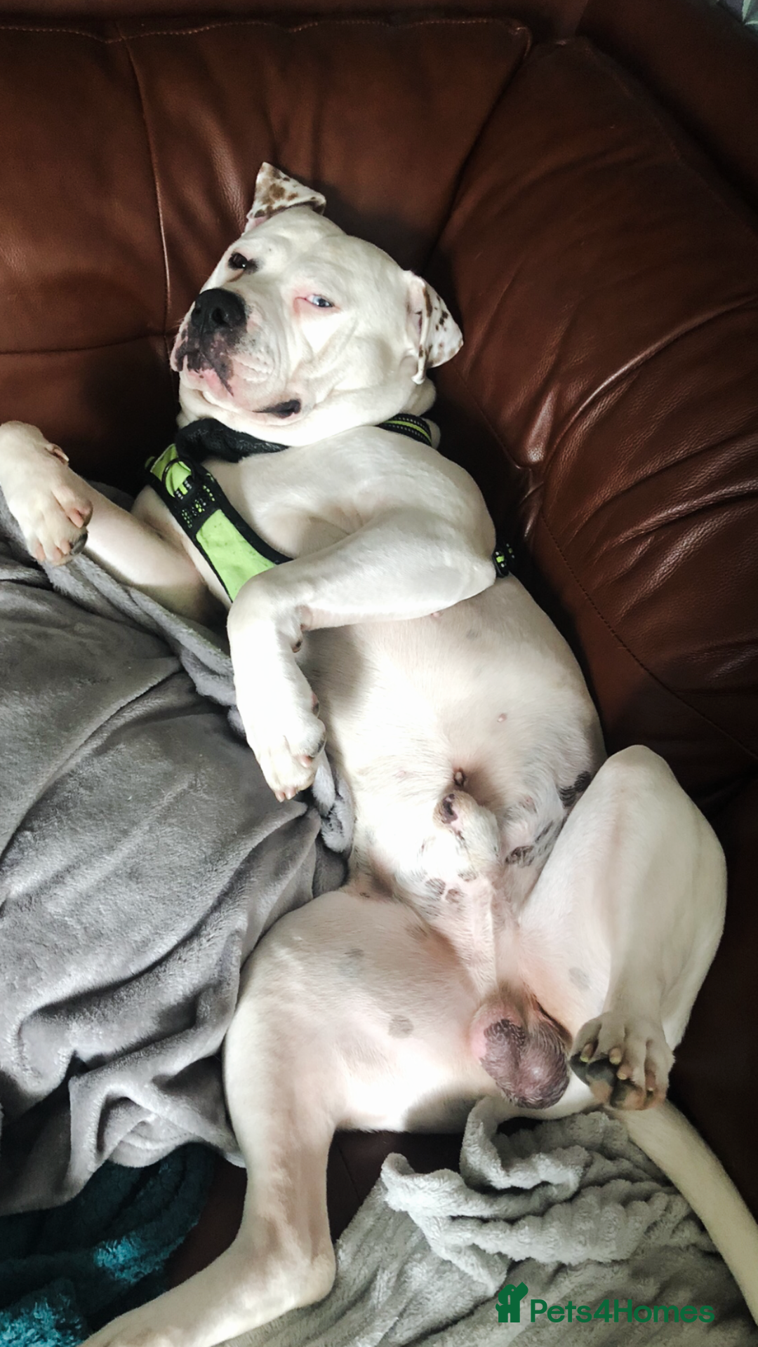 American Bulldog dogs for stud: Classic American bull 🇺🇸  - Image 13